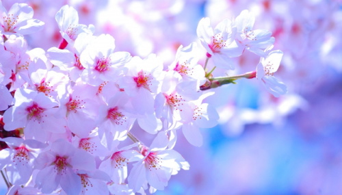 清水公園 21年の桜開花予想と見ごろは おススメスポットは Yurikoのブログ